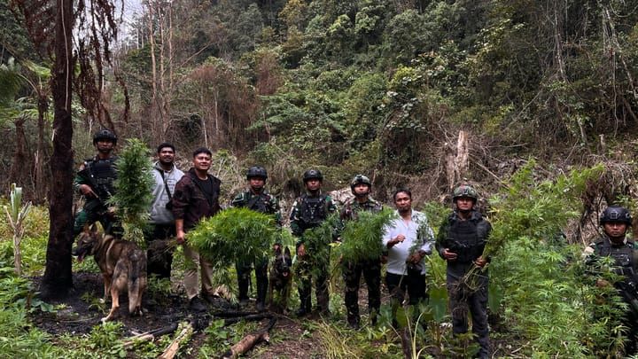 Satgas Pamtas Yonif 734/SNS Gerebek 2 Lahan Ganja di Pegunungan Bintang